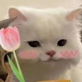 未蔚的头像