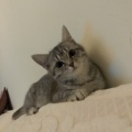 Ryann的头像