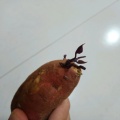 红薯苗的头像