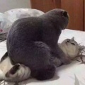 趴趴的头像