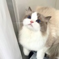 豆豆是只猫的头像