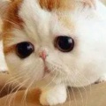 老花猫的头像