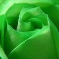 骆杏的头像