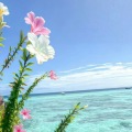 青提芒果的头像