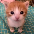 无辜的小猫的头像