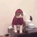 清风的头像