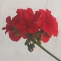 骑驴找马的头像