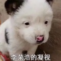 紫韵茗香的头像