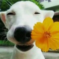 小胖的头像
