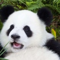 铁甲小小的头像