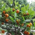 一缕春阳的头像