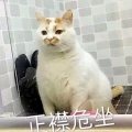 花脸大肥猫的头像