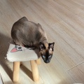 书友 1856333305的头像