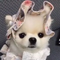 书友782755695的头像