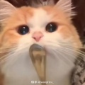 梨汁的头像