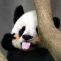 书友943620662的头像