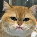 知命的头像