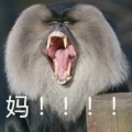 软耳的头像