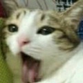 顾丸兮的头像