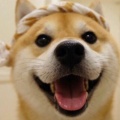 如絮的头像