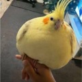丛声的头像