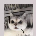 优秀的头像