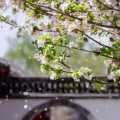 人间八月间的头像