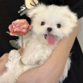 娇嫩的铁扇公主在抓唐僧的头像