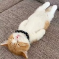 猫猫的头像