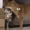 张大宝的头像