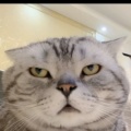 无语的头像