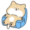 小懒熊的头像