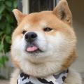 孑孓的头像
