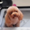 兜兜的头像