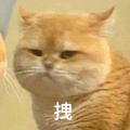 可爱的小海豹在炼丹的头像