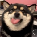 硕硕的头像