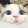 孤独的漠生人的头像