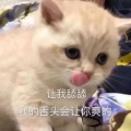 汤圆的头像