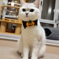 爱做梦的猫的头像