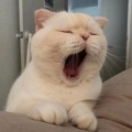 老猫的头像