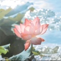 花开富贵的头像