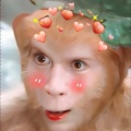 花果山在逃母猴的头像