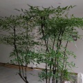 無劍的头像