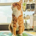 橘子味芝猫的头像