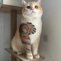 猫小乐的头像