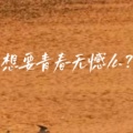 我有脑子别把我当傻子的头像