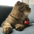 书友886810931的头像