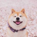 小尔朵的头像