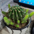 静梦宇的头像