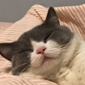 977683252的头像